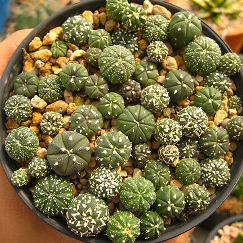 بذر آستریاس کاکتوس 5عددی