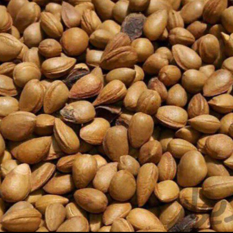 بادام کوهی تلخ یااهلوک 100کیلو ارسال باربری پس کرایه