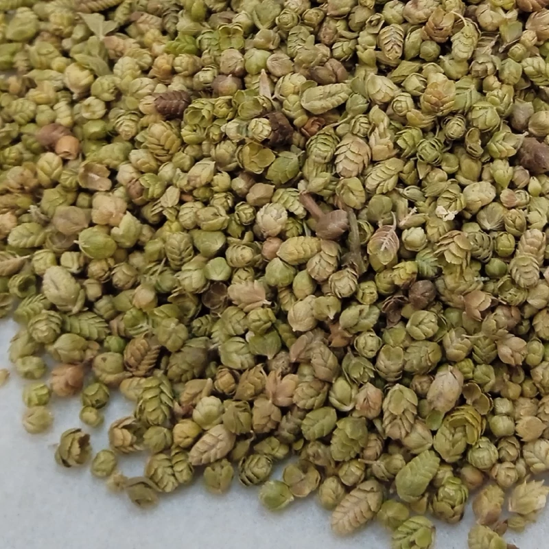 ارگانو بلغاری 50 گرم خوش عطر
