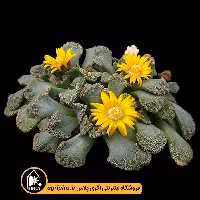 بذر ساکولنت Titanopsis Calcarea