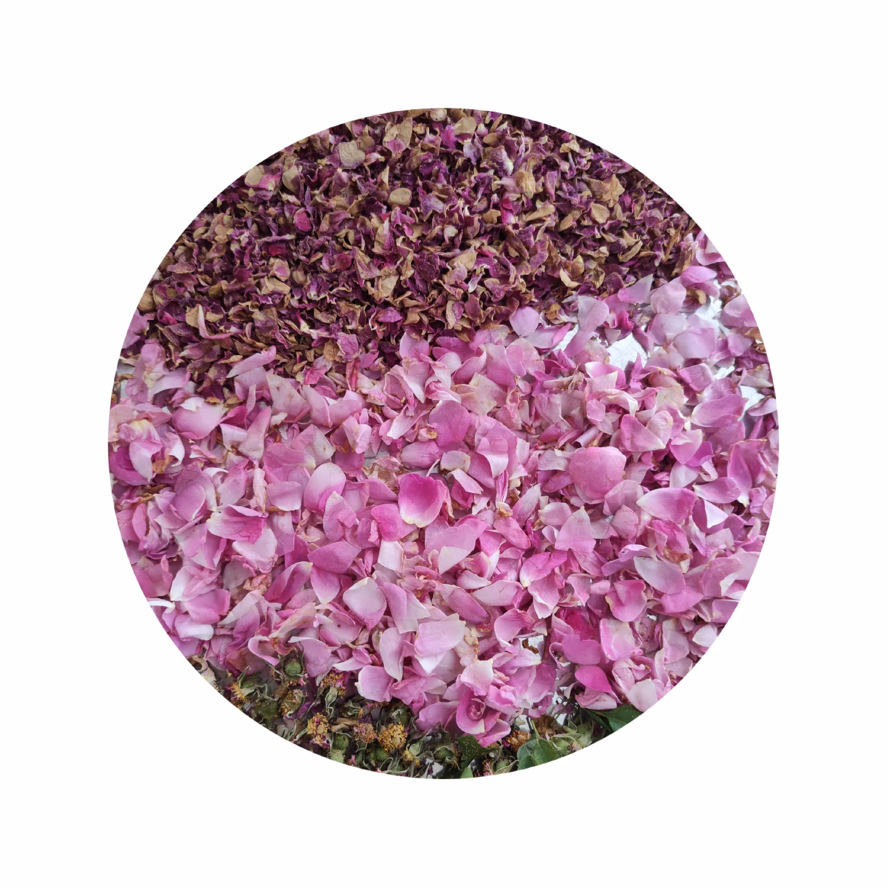 برگ گل محمدی خشک 1402 (28 گرمی)