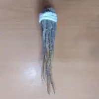 ریشه جنسینگ اصل