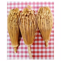 خلال دندان گیاهی