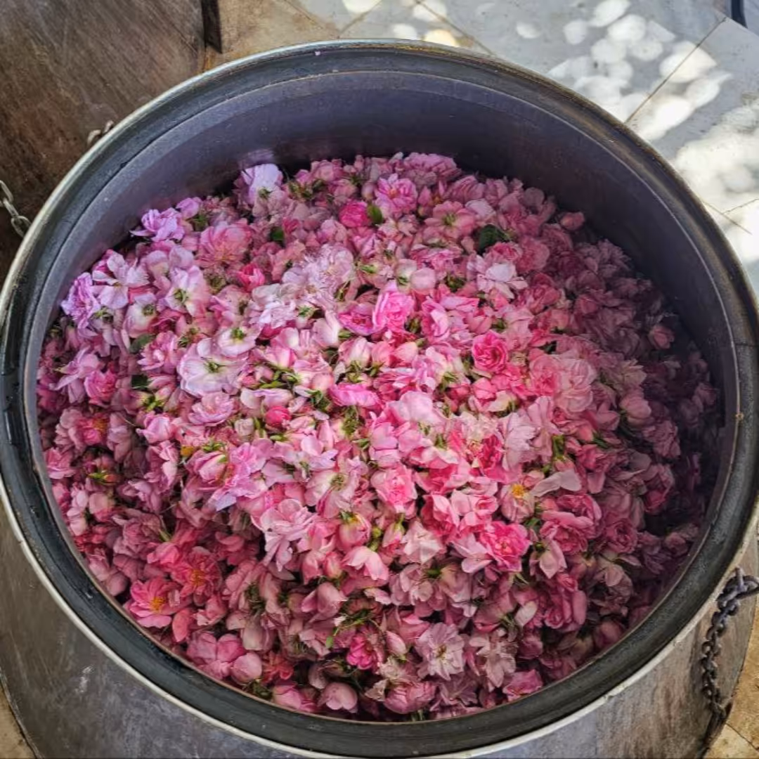 گلاب سفارشی قمصر (عیار 30)( از 30 کیلو گل مرغوب قمصر 40 لیتر برداشت کردم)