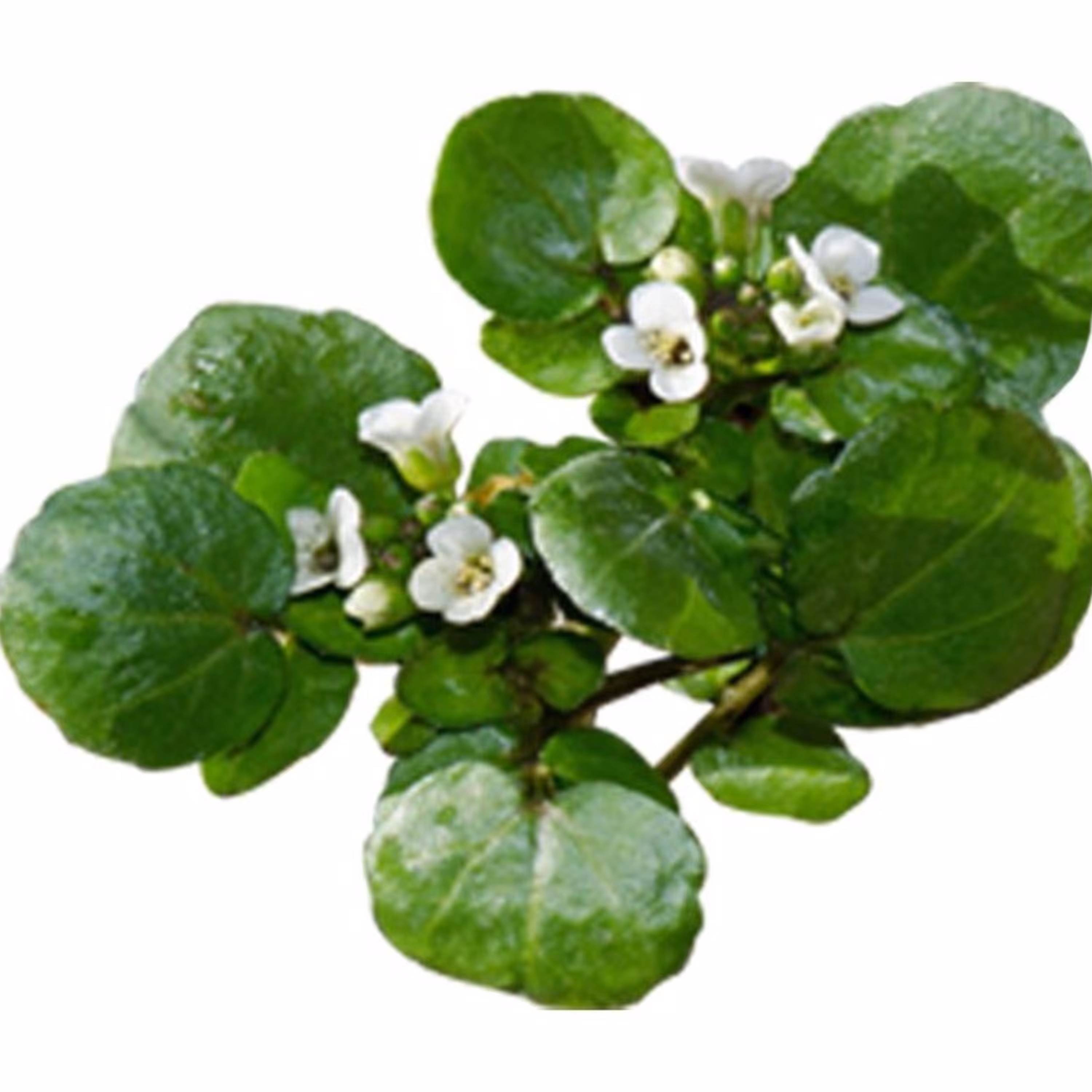 عرق بولاغ اوتی