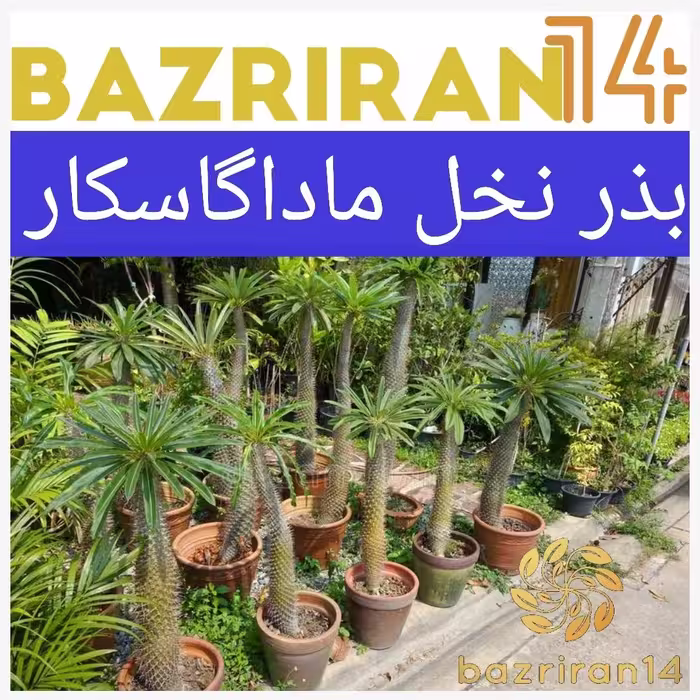 بذر نخل ماداگاسکار