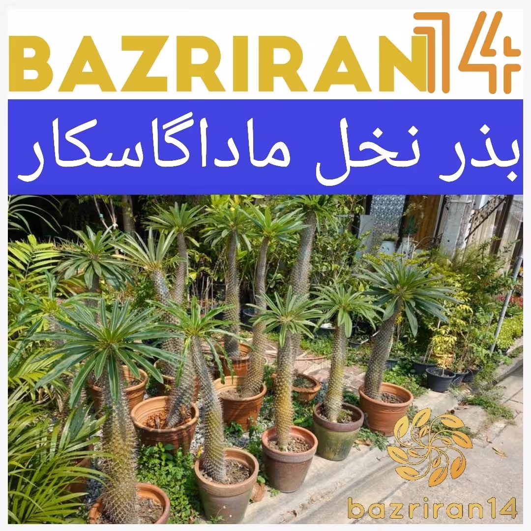 بذر نخل ماداگاسکار