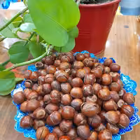 فندق شور درجه یک شکسته محصول قزوین (نیم  کیلو)