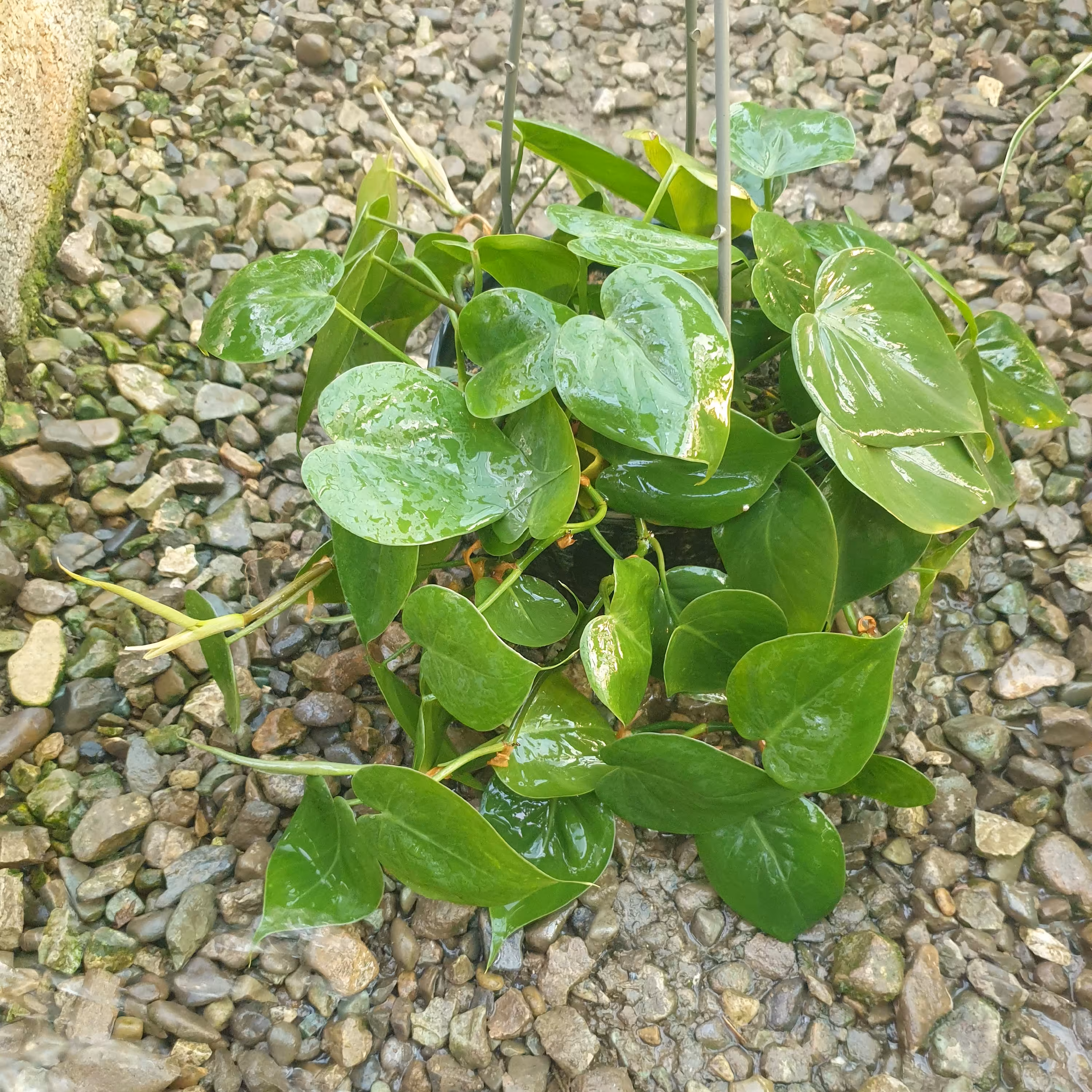 گل مقاوم اسکاندنس سبز( پتوس قلبی) ( با حداقل 400 تومن خرید ارسال قشنگ میشه) (هزینه ارسال پسکرایه)