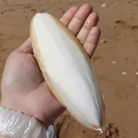 100 گرم کف دریا  که دارای خواص زیادی هست و  مناسب برای پرندگان بصورت تکی یا پودر شده موجود میباشد 
