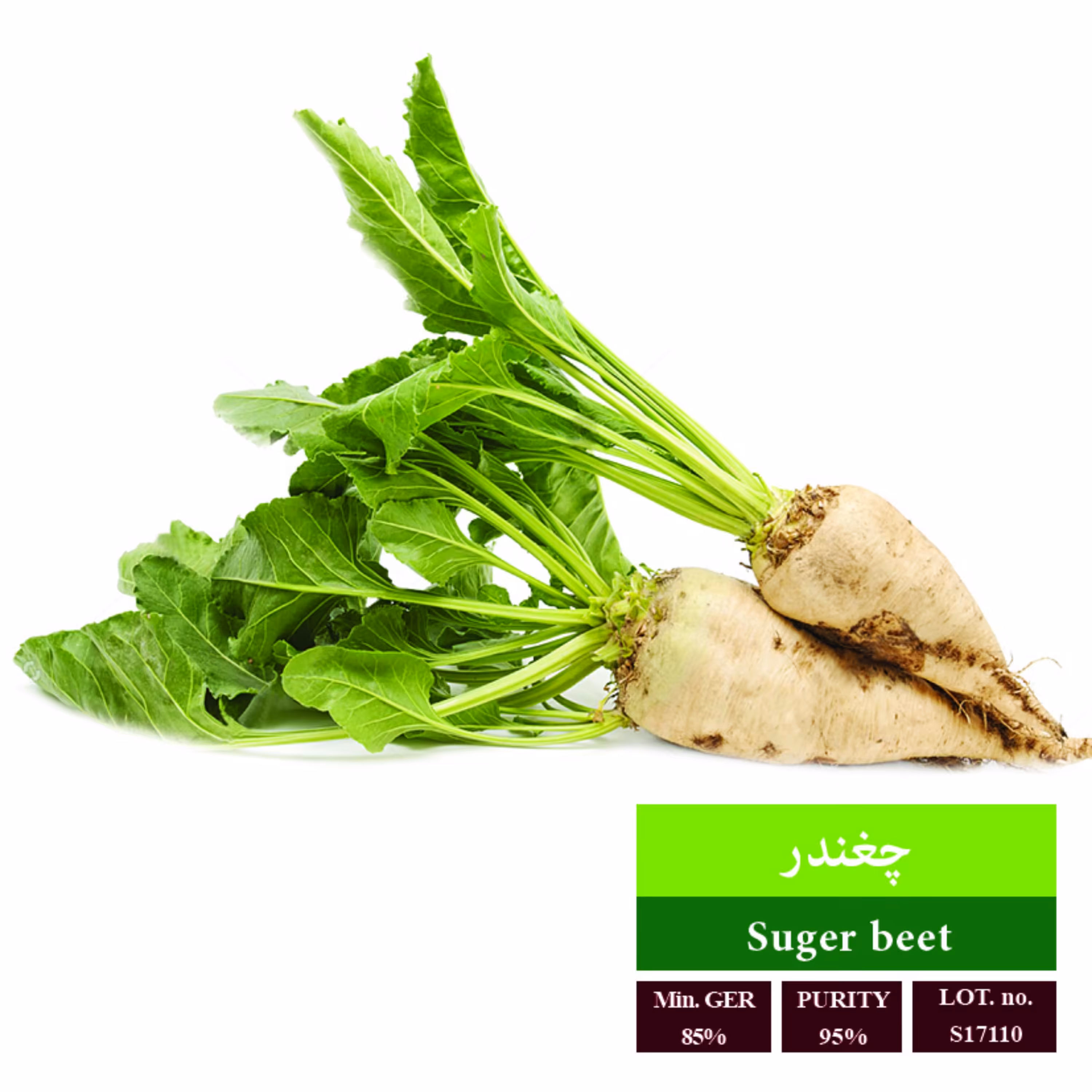بذر چغندر قند بذر طلایی رویان 