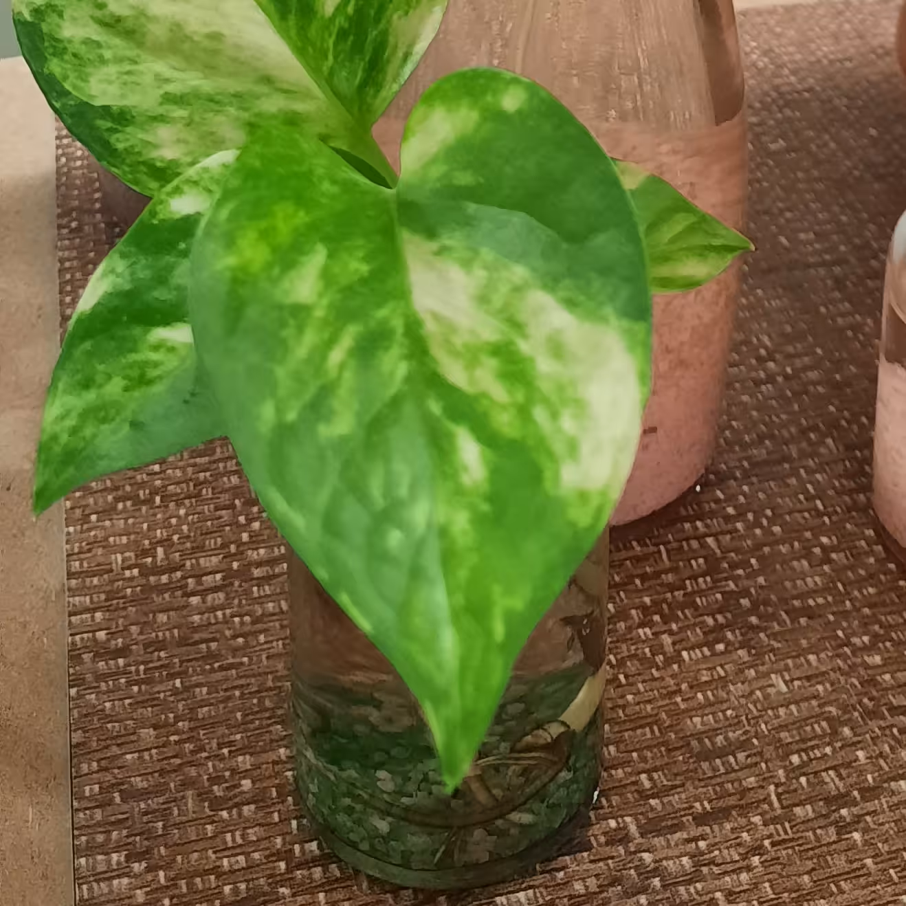 گل پتوس ابلغ با گلدان شیشه ای مینیاتوری