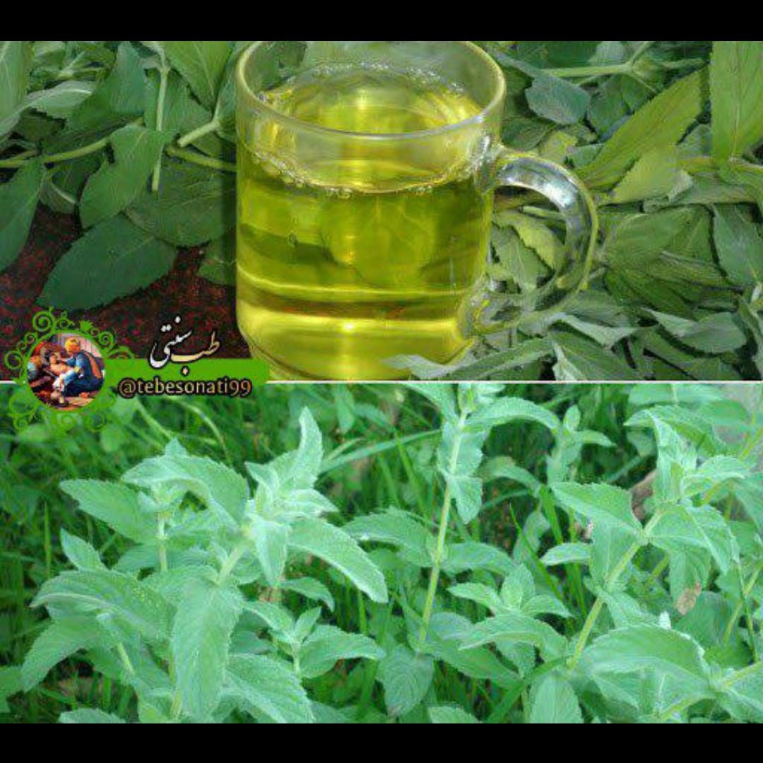  پونه کوهی آویشن تازه یک کیلوگرم 