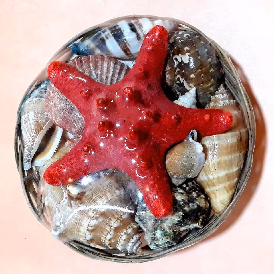 بسته صدف دریایی طبیعی