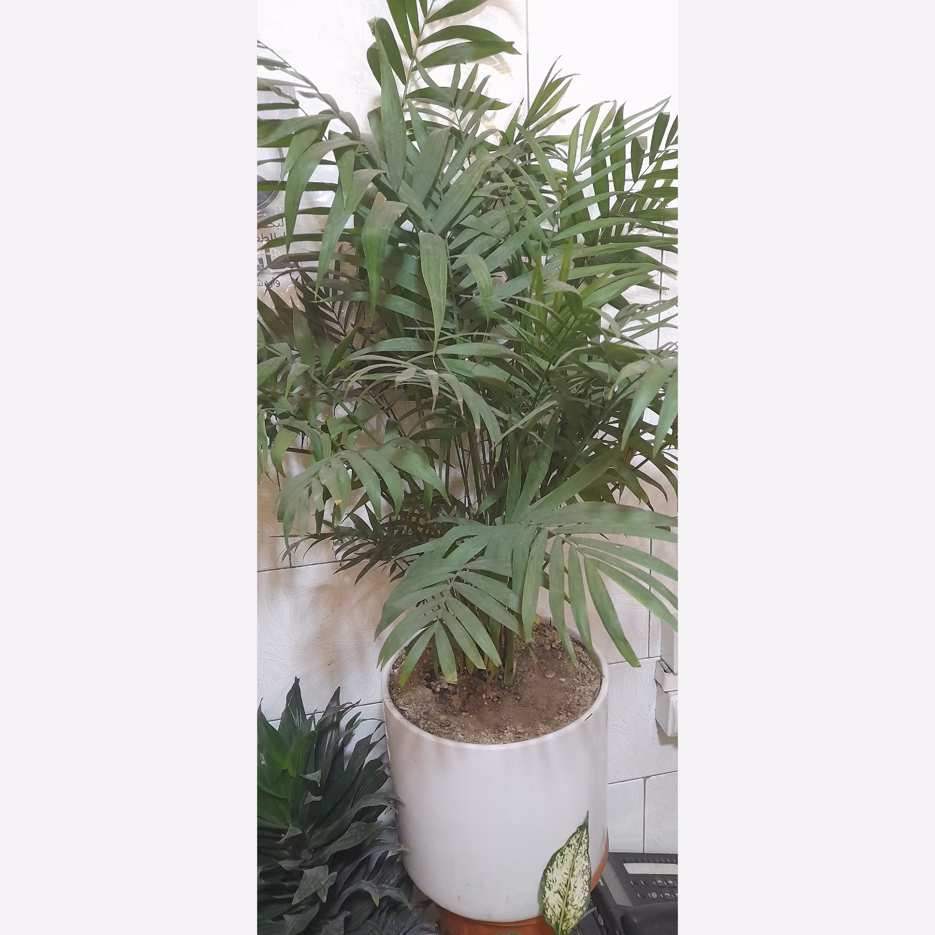 نخل شامودرا باگلدان سرامیکی (پس کرایه)