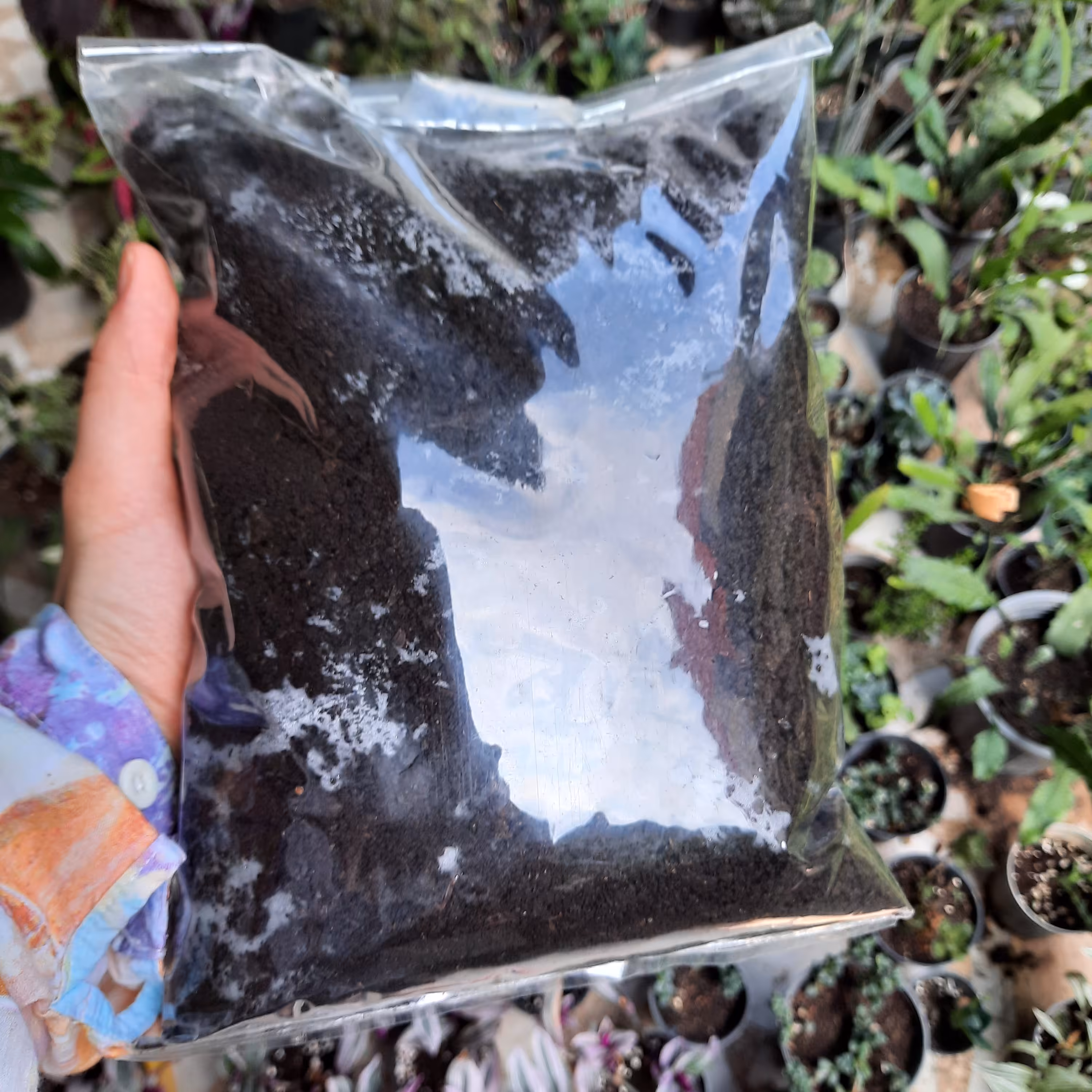 کود حیوانی ارگانیک(کود  تیره وخالص با تضمین کیفیت )