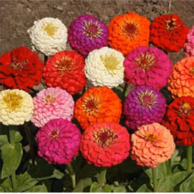 بذر گل آهار الوان و رنگارنگ