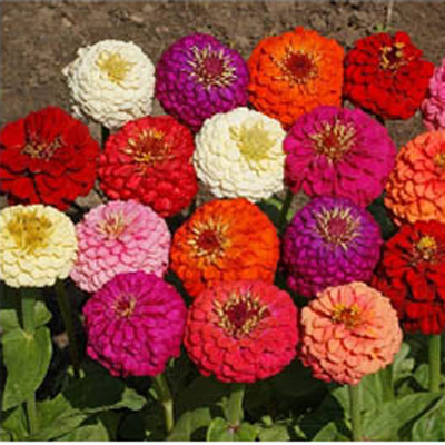 بذر گل آهار الوان و رنگارنگ