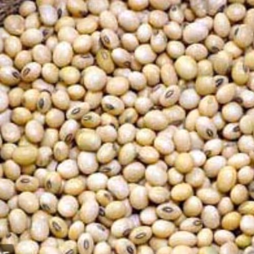 بذر سویا 25 عددی.لوبیای سویا