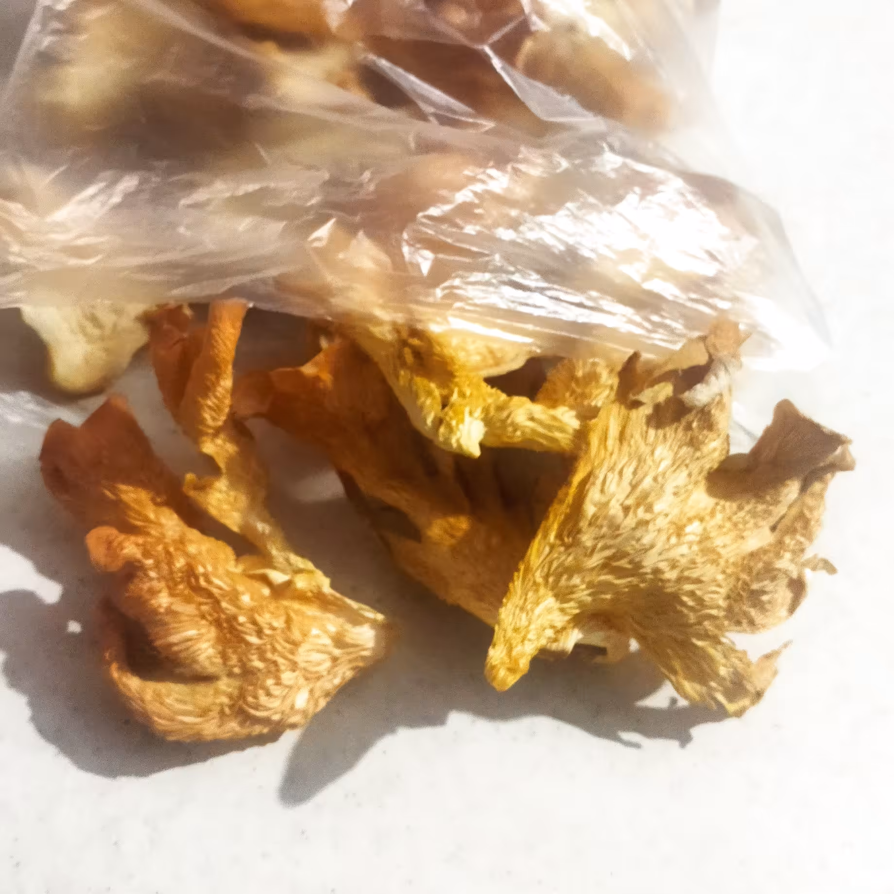 قارچ خشک سالمون