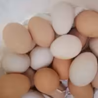 تخم مرخ محلی  محصولی از عشایر شهرستان زیبای رابر  بابهترین کیفیت محصولی که دردل طبیعت ازمرغ های محلی به دست می آید 