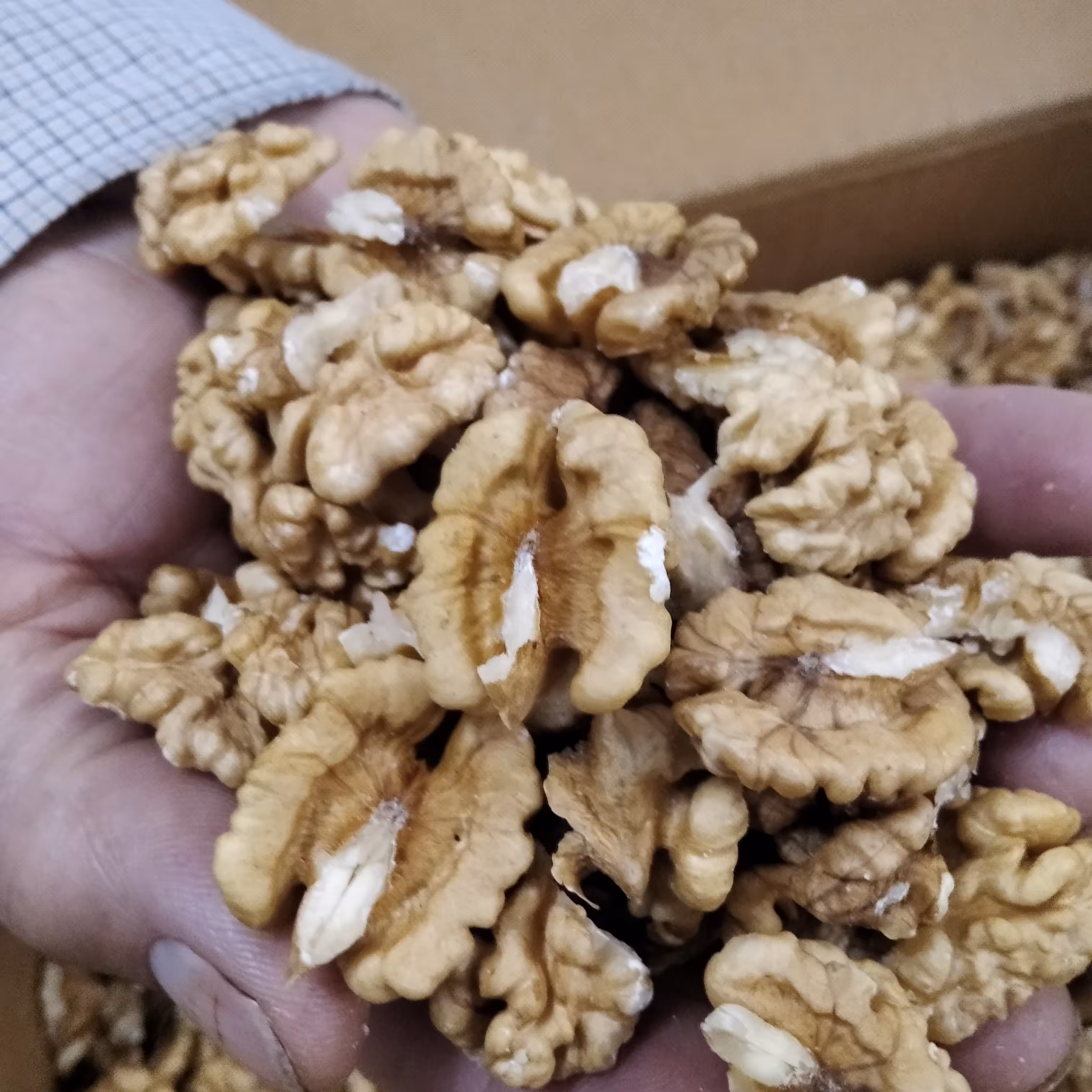 گردو ، مغز گردو