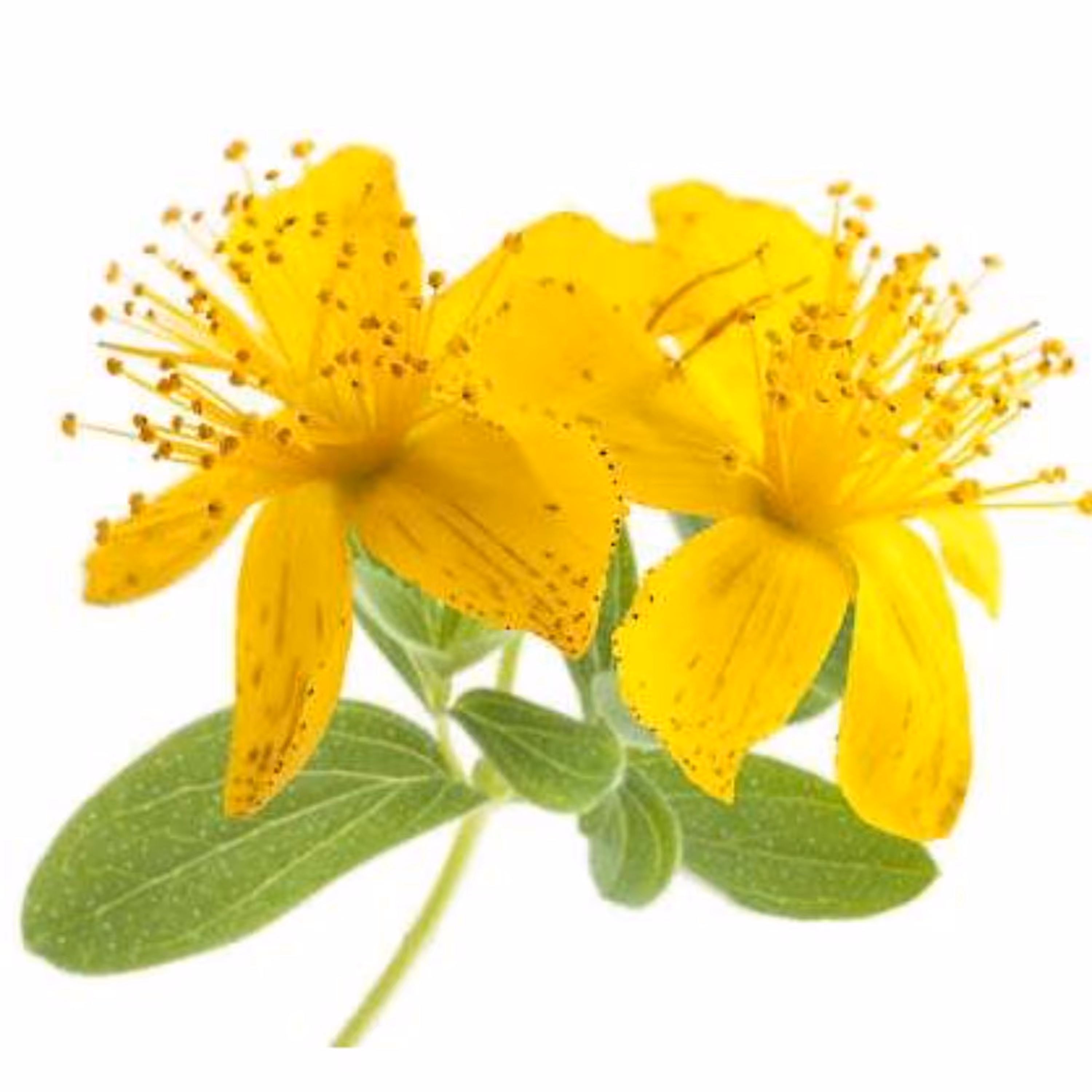 بذر علف چای پرفراتوم 1 گرمی