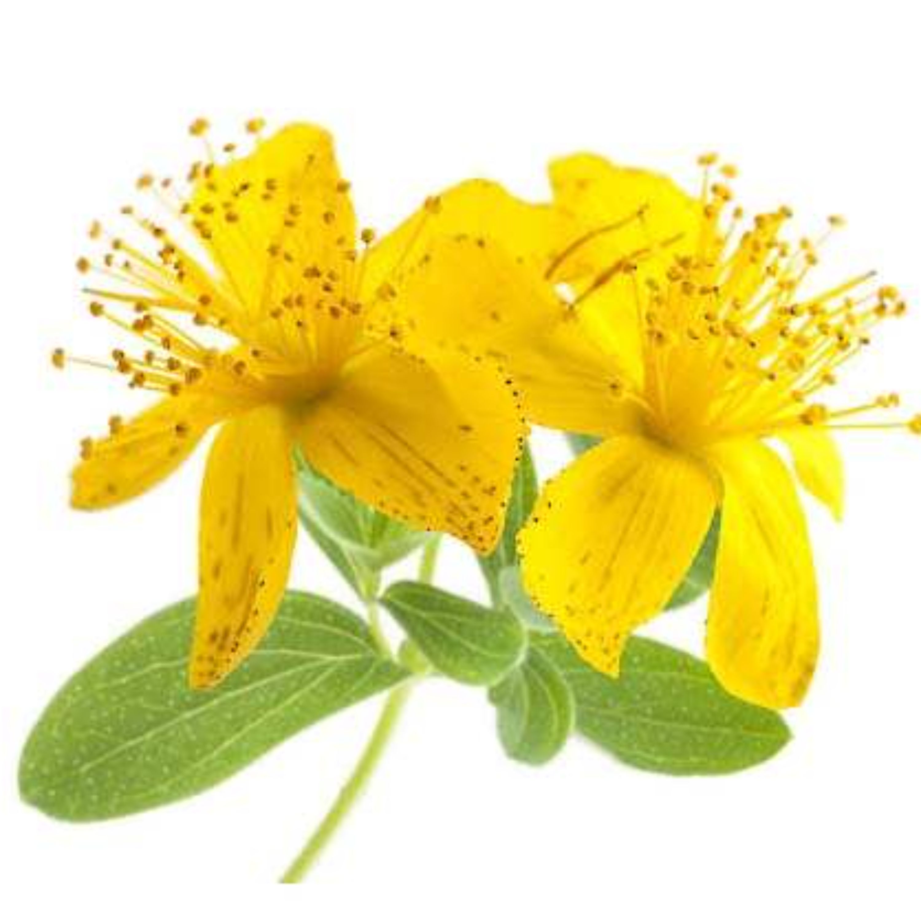 بذر علف چای پرفراتوم 1 گرمی