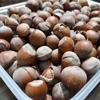 فندق با پوست کهندان خام 250 گرمی امسالی 