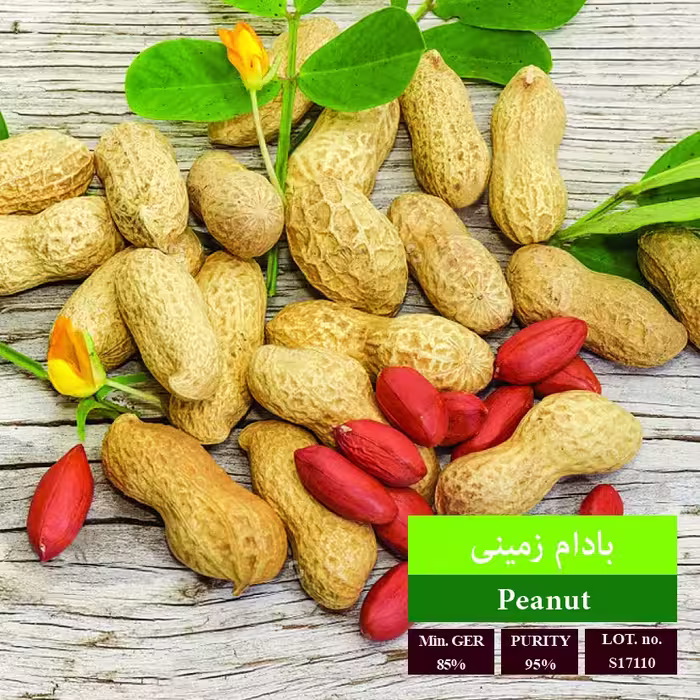 بذر بادام زمینی 