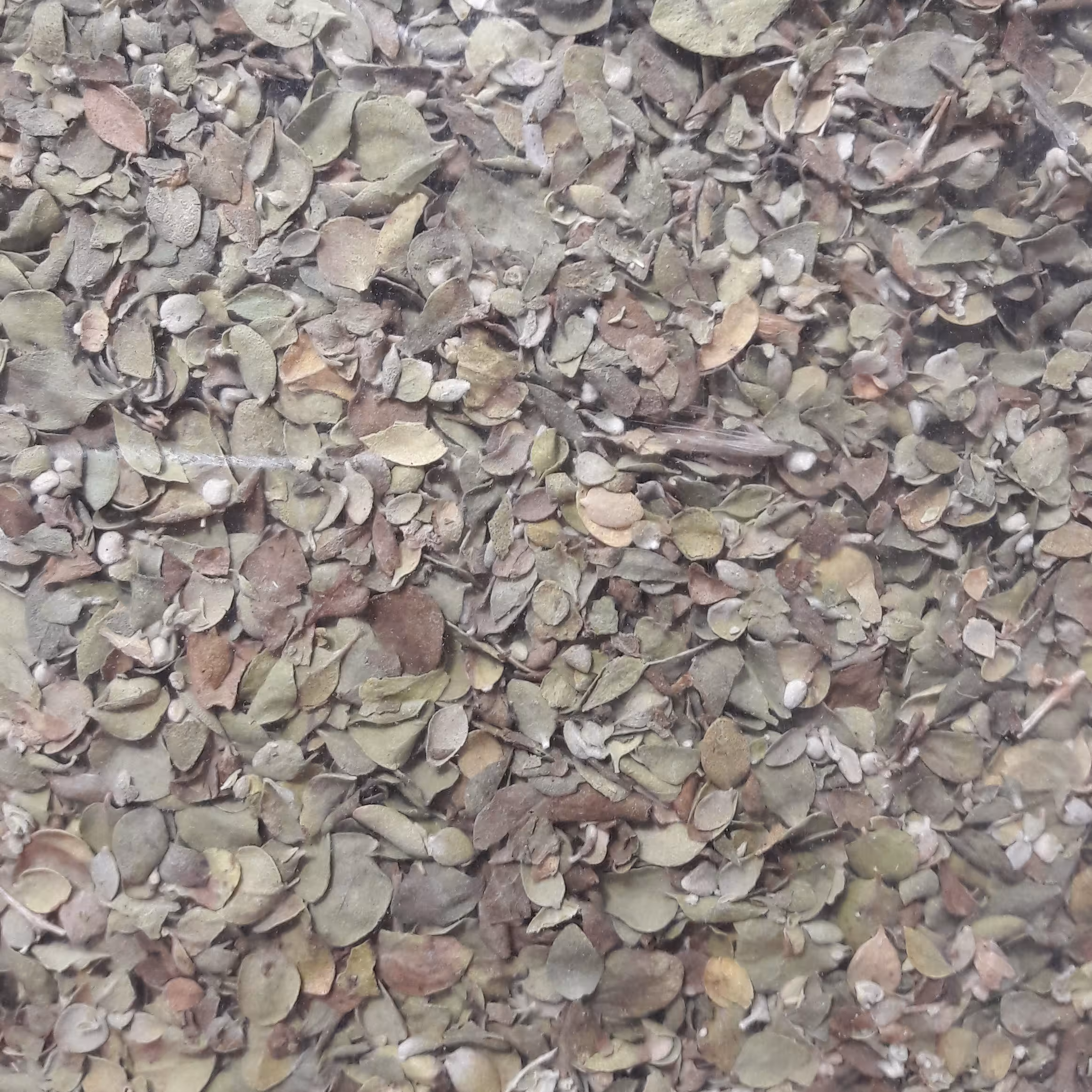 آویشن برگ تمیز و اعلاء 200 گرمی