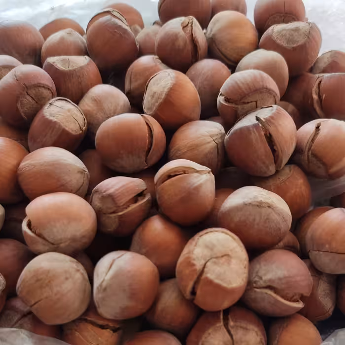 فندق با پوست ترک خورده 500 گرمی ممتاز(تضمین کیفیت) 