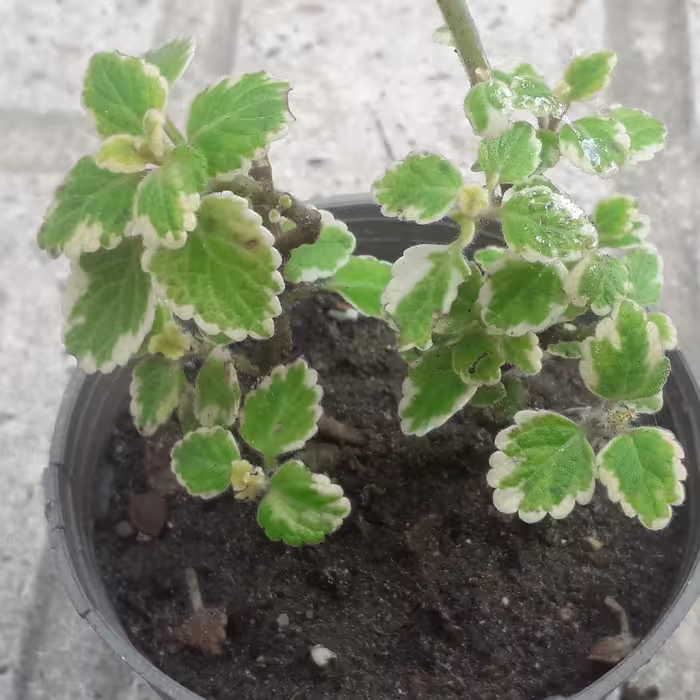 گل بسیار زیبای  برگ نعنایی،در گلدان کوچک،،ابلق،،ارسال با اتوبوس و پس کرایه