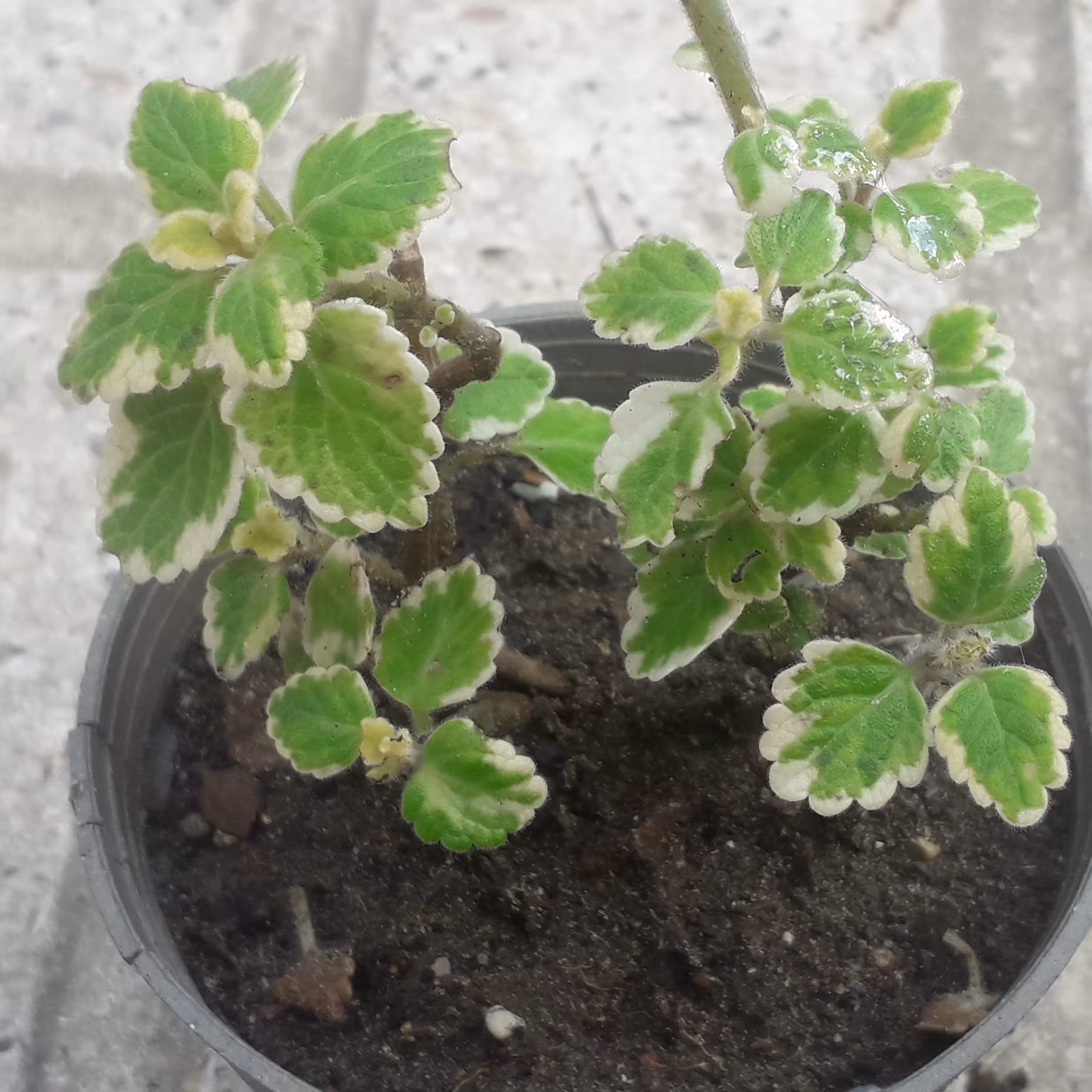 گل بسیار زیبای  برگ نعنایی،در گلدان کوچک،،ابلق،،ارسال با اتوبوس و پس کرایه