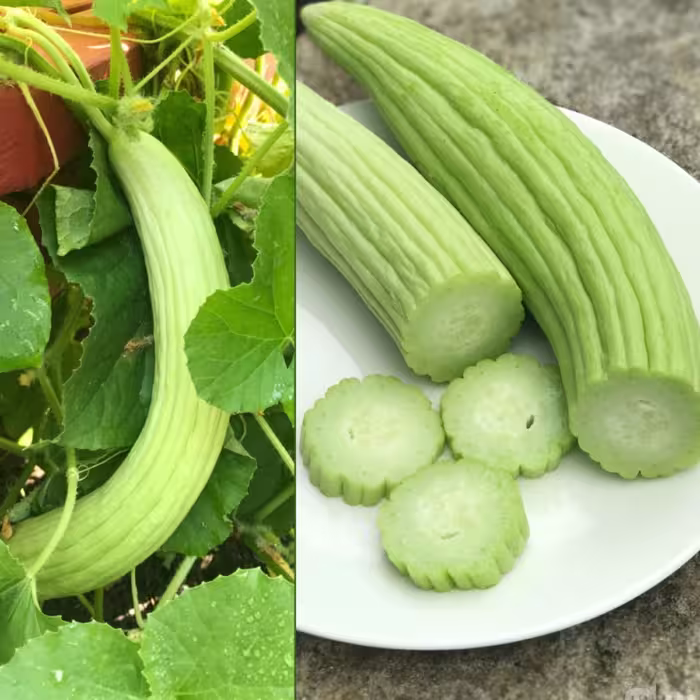 بذر خیار چمبر (15 بذر)