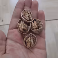 گردو درجه یک 