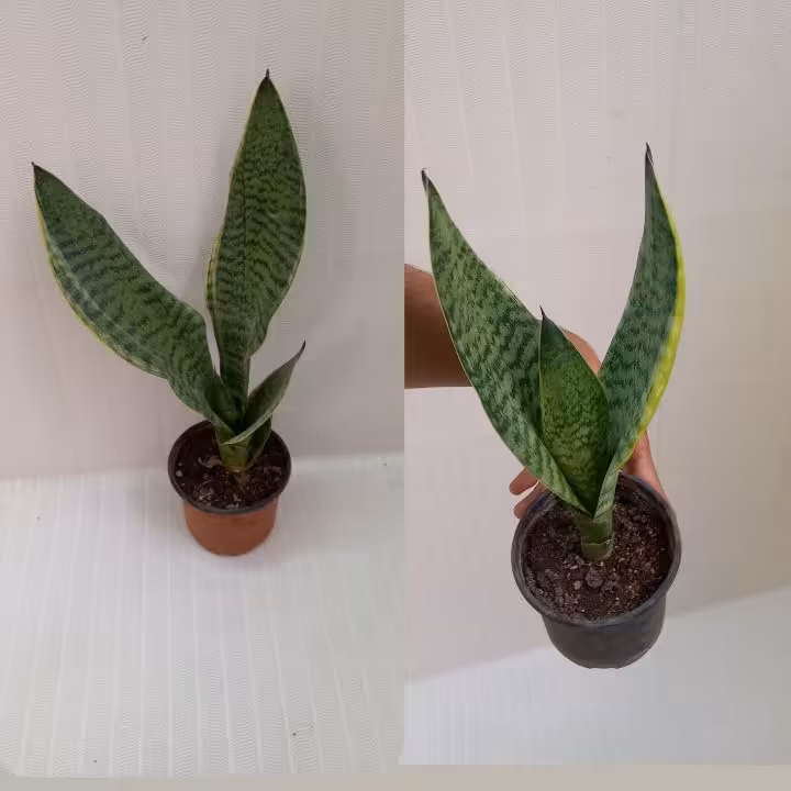 سانسوریا امریکن 