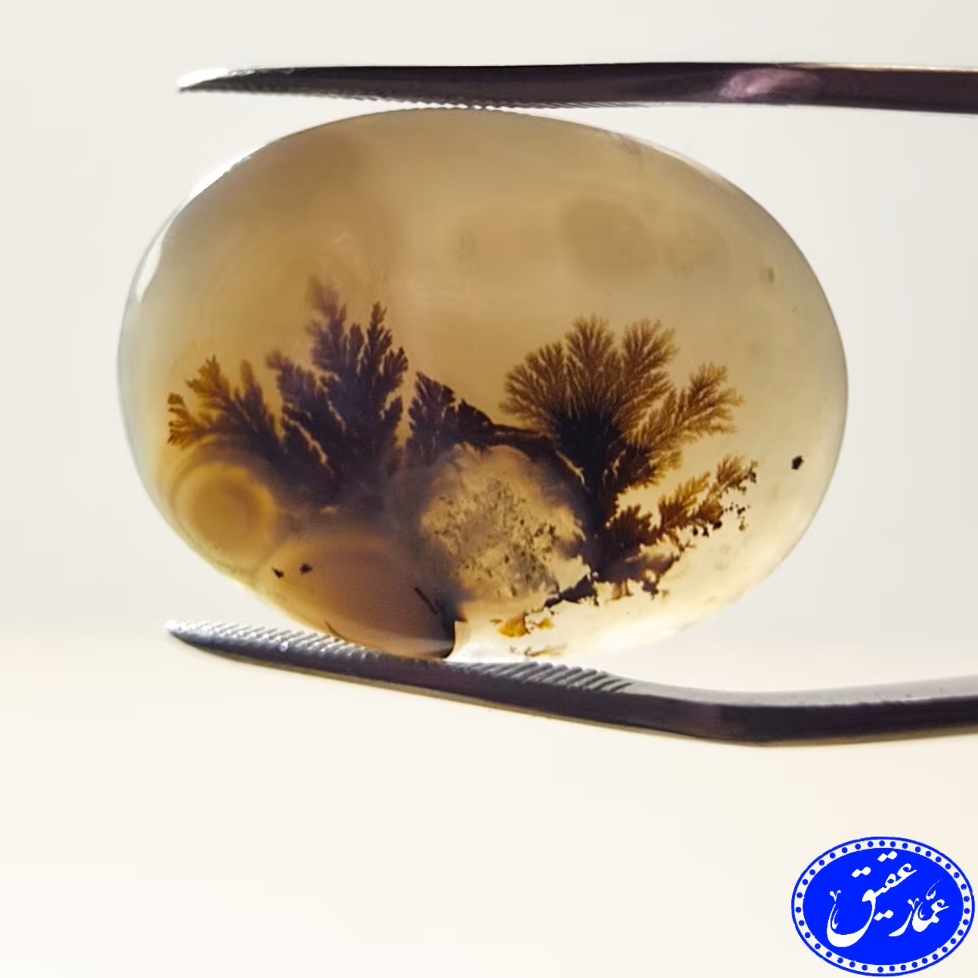 شجر  قائن قیمت مناسب