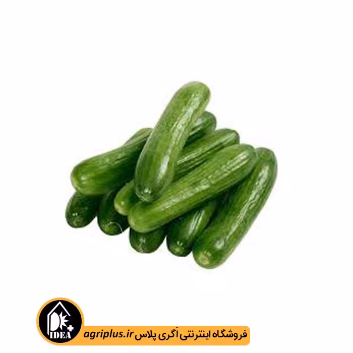 بذر خیار زمینی طارم 2902