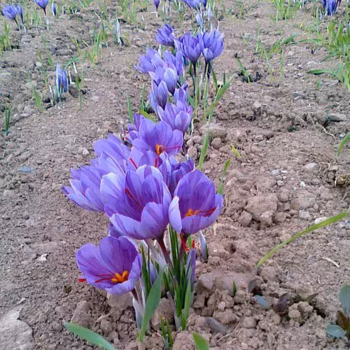 گلبرگ زعفران