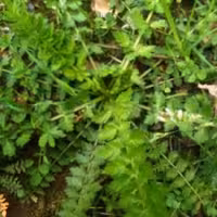 سبزی اناریجه جنگلی (1000گرمی)