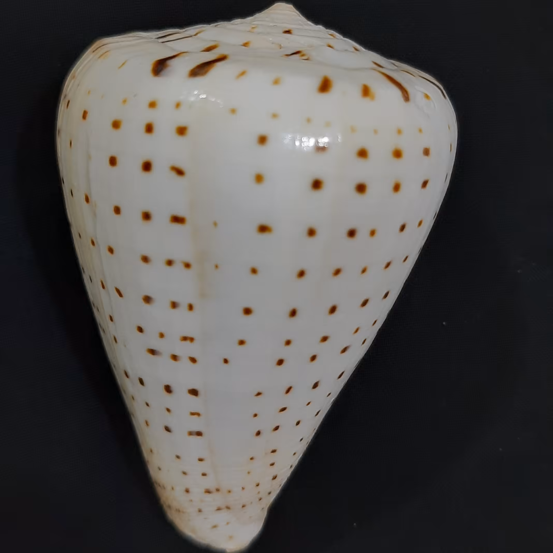 صدف کونوس  یا صدف کله قندی