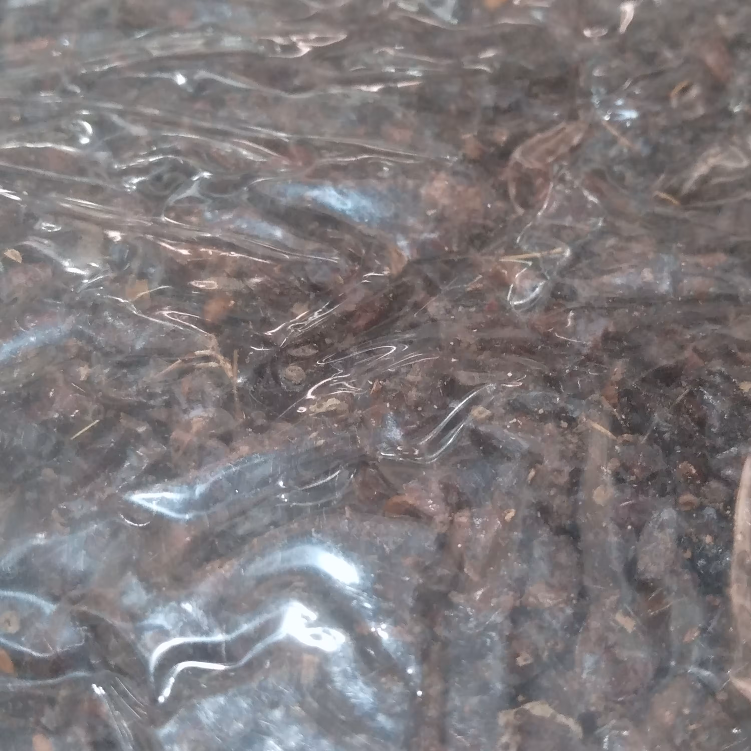 زرشک کوهی (زرشک سیاه آبگیری) 