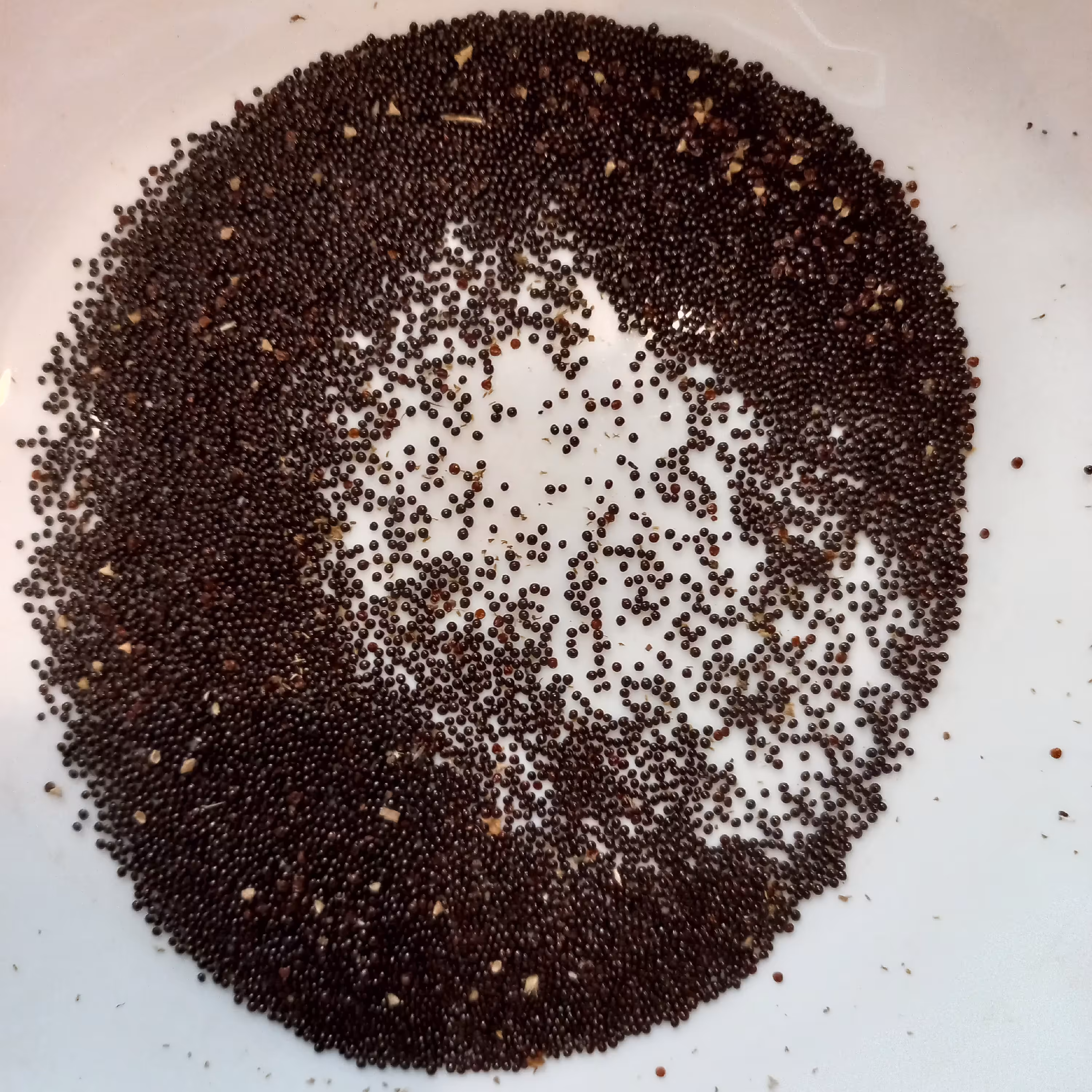 گل تاج خروس دارویی یک پیمانه کوچک(به اندازه عکس)