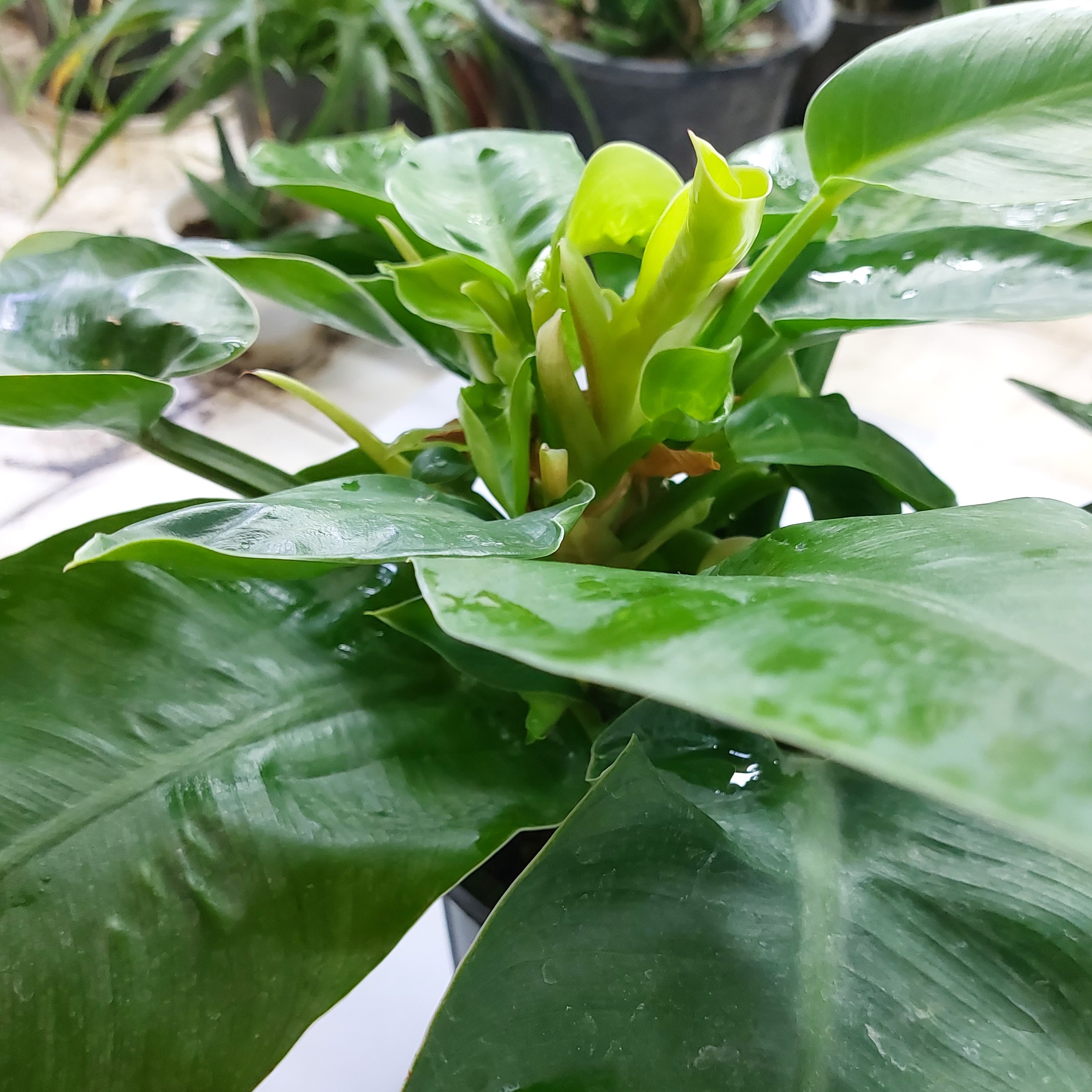 گیاه اپارتمانی فیلودندرون لیمویی(نئون)(philodendron)