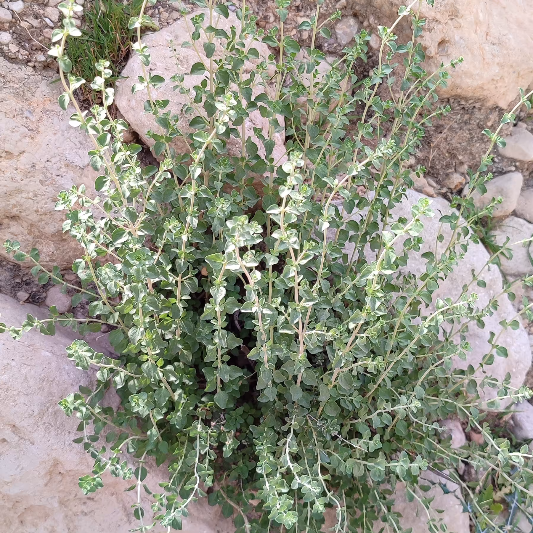 آویشن کوهی 1 کیلویی