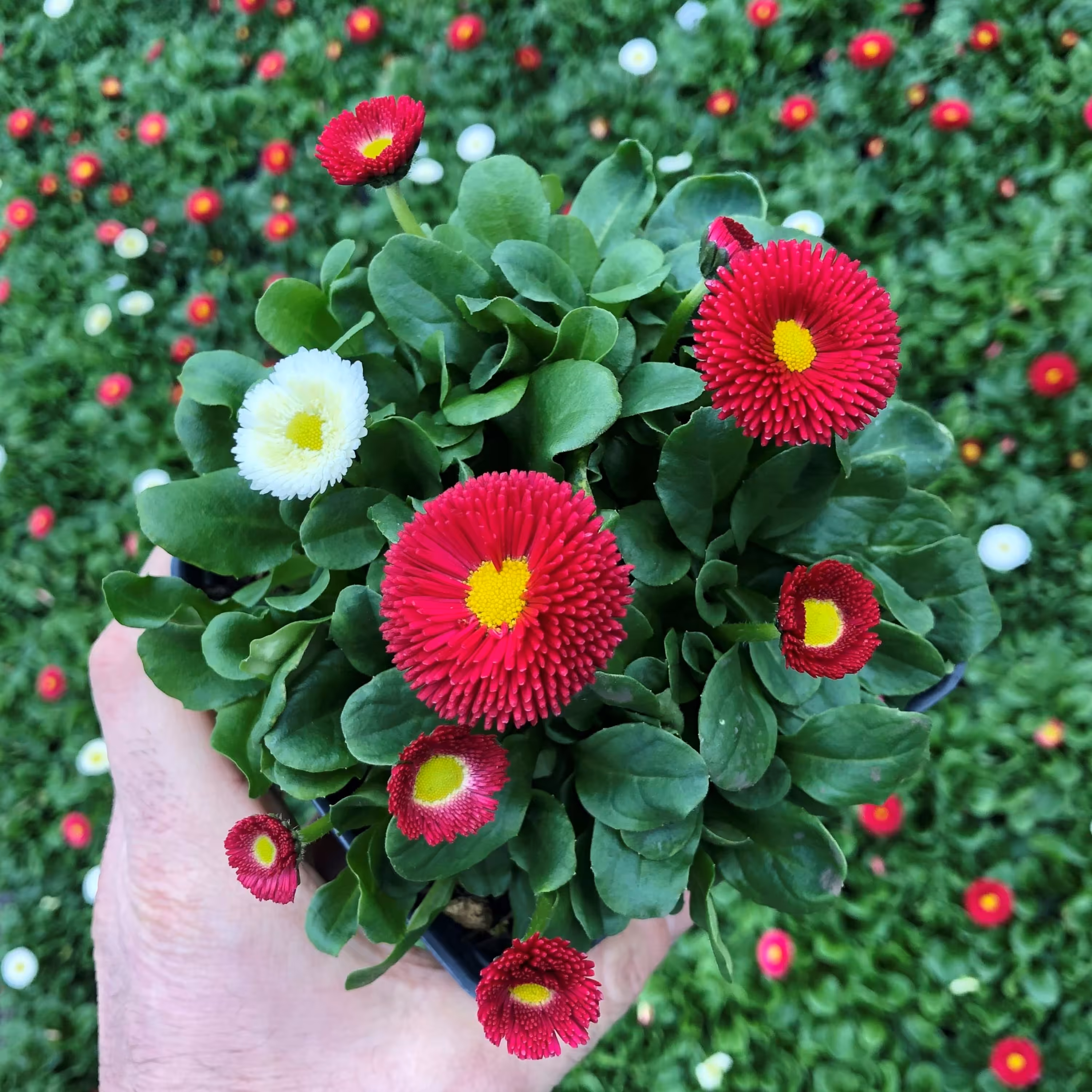 بذر گل مینا چمنی الوان (30 بذر )
