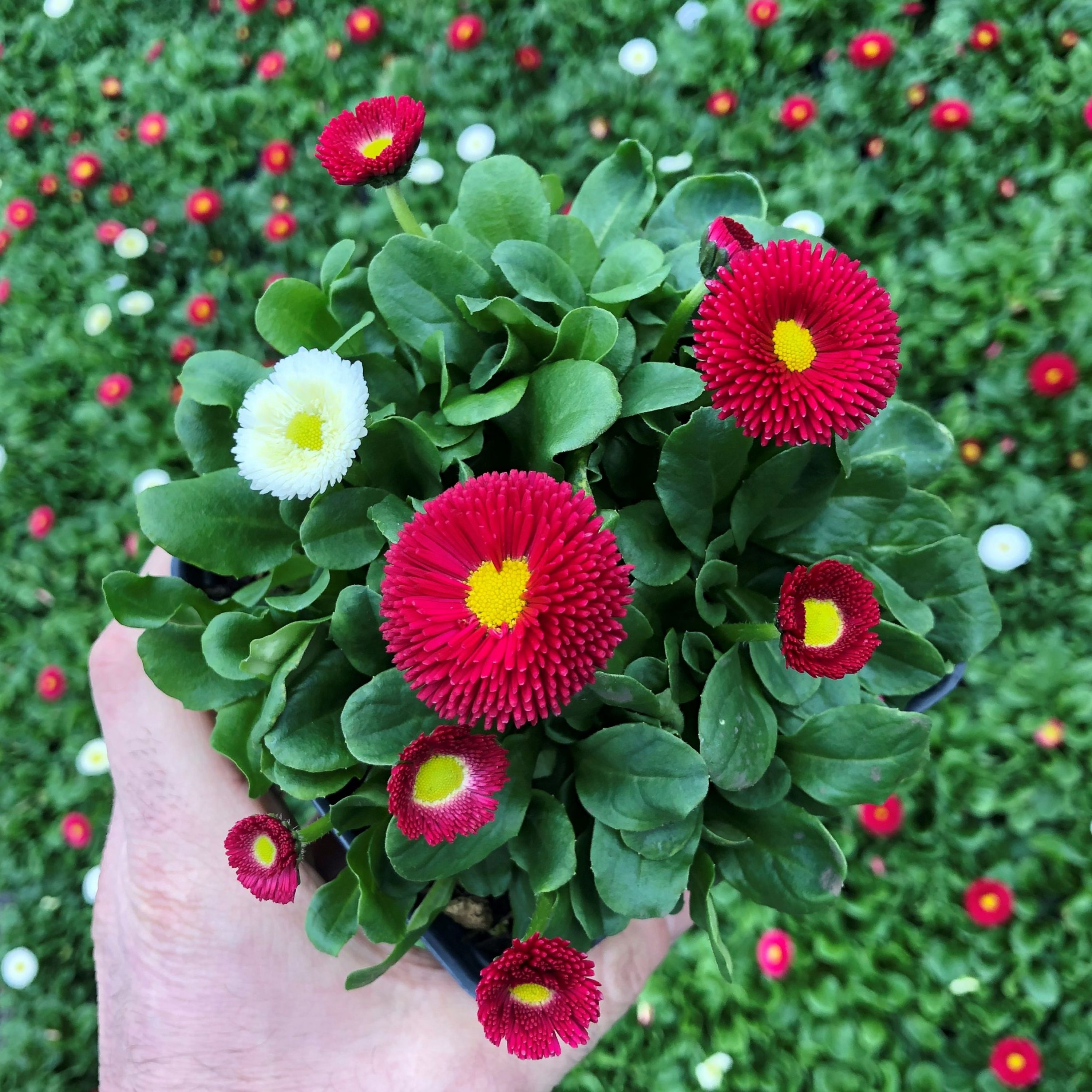 بذر گل مینا چمنی الوان (30 بذر )
