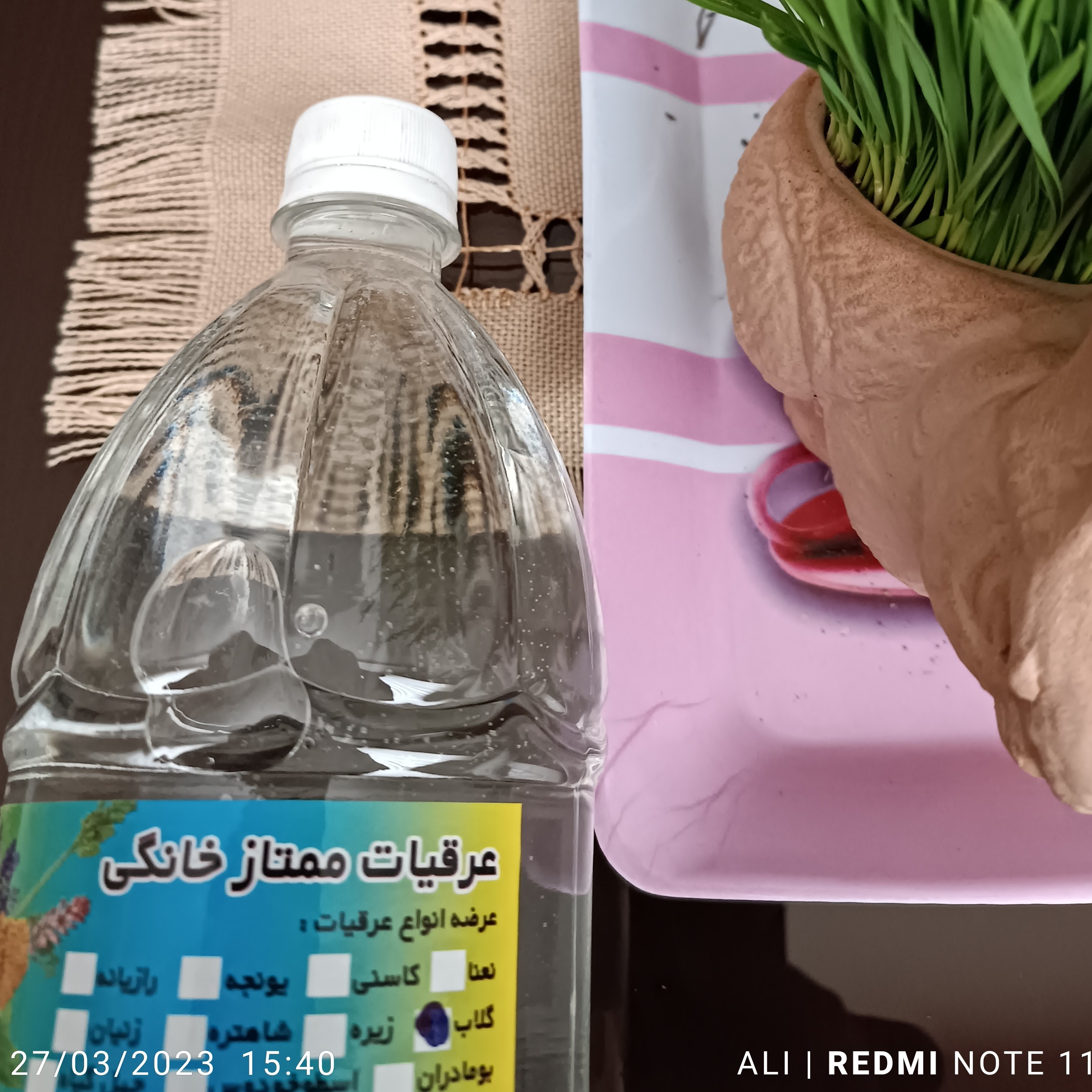 گلاب خانگی