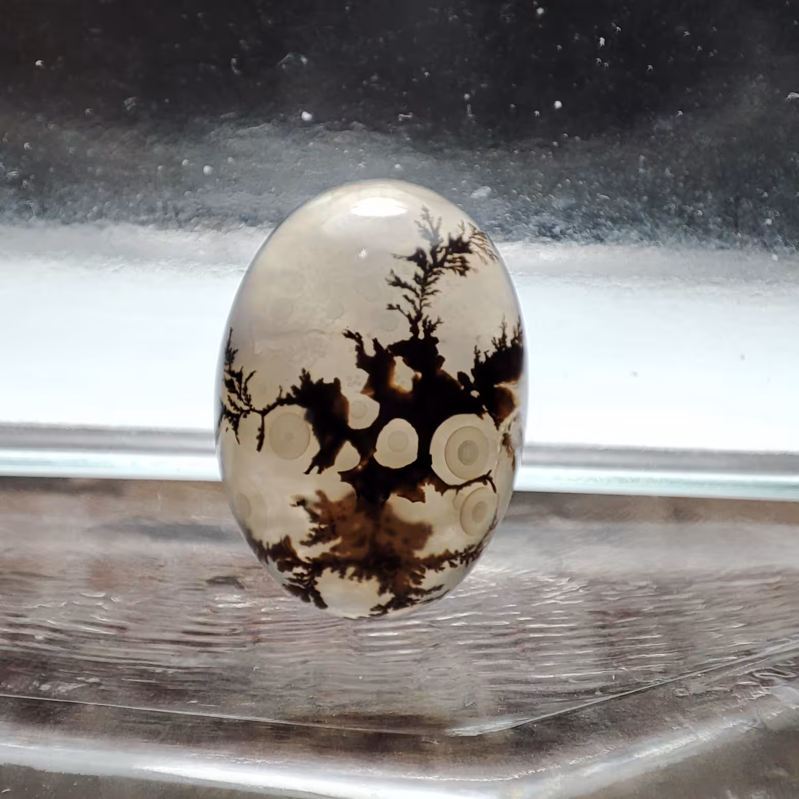 شجر قائن طبیعی و معدنی کد 515